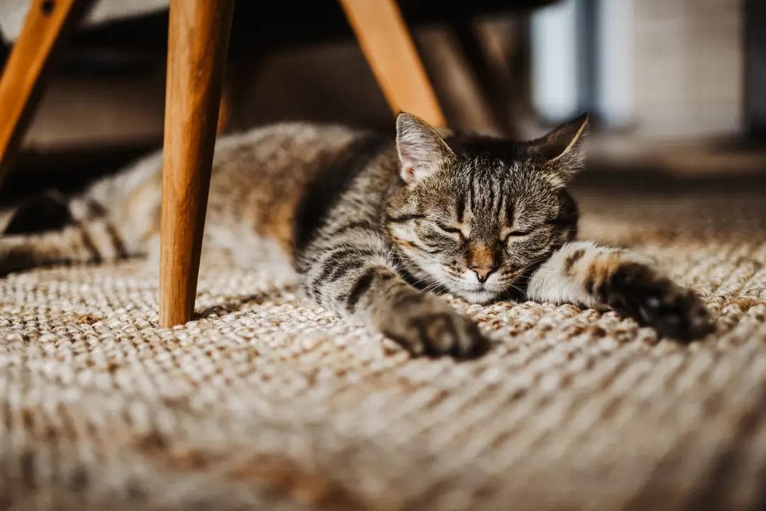 Cat photo